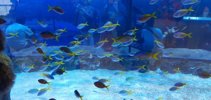 Dubai Aquarium 08